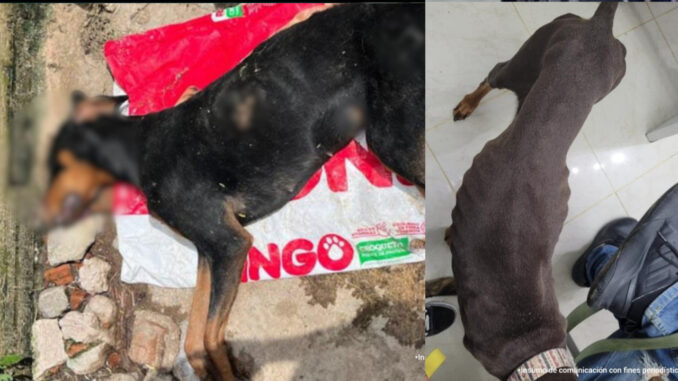 Investigado adiestrador por dejar morir perro que cuidaba - Focus Noticias