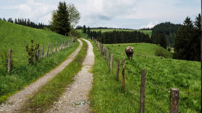 campo