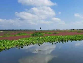 Hydrilla Verticillata especie invasora en la Ciénaga Grande