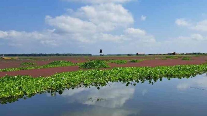 Hydrilla Verticillata especie invasora en la Ciénaga Grande