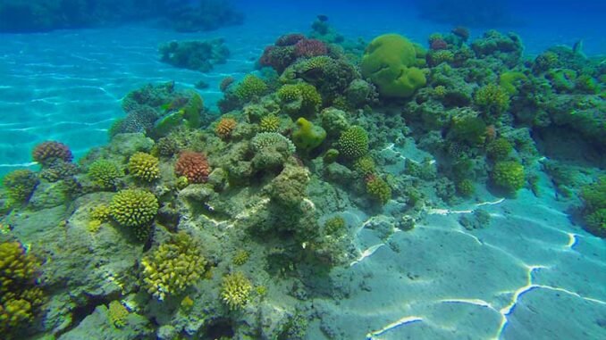 arrecife-coral-san-andres-peligro-blanqueamiento-razones-3